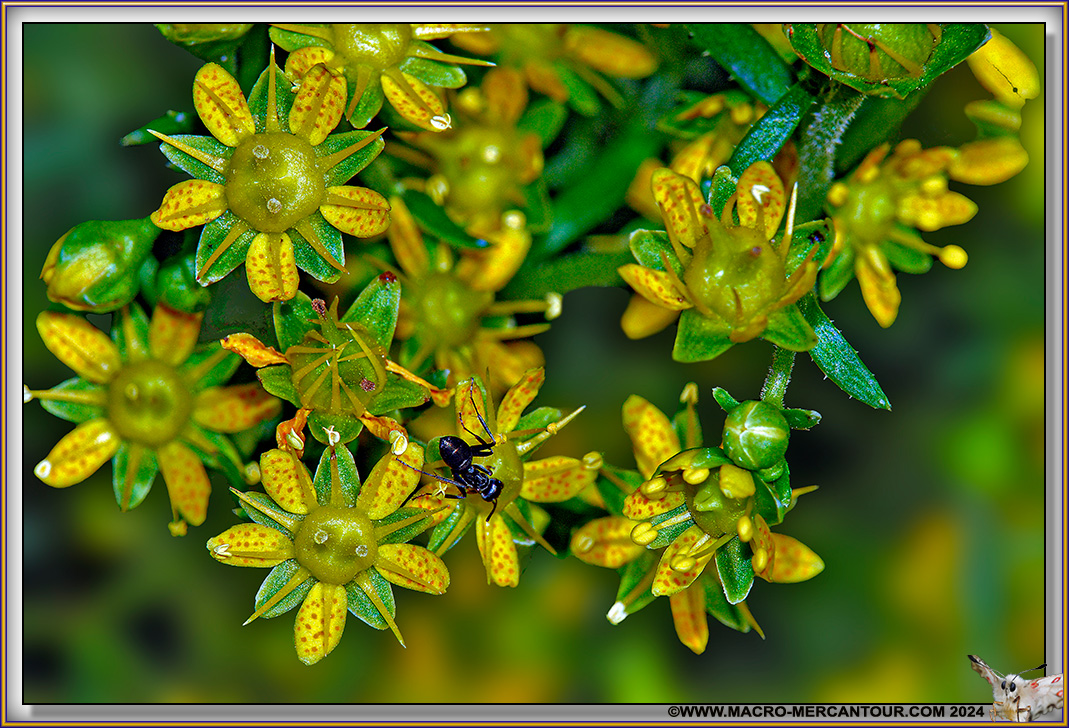 Saxifrages azoïdes



Saxifrages azoïdes



Saxifrages azoïdes



